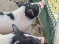 -前小桔亲子创意农场·草莓采摘·露营烧烤