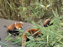 -普洱太阳河森林公园