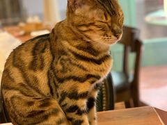 -猫小院猫主题餐厅(三里屯店)