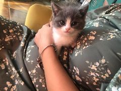 -糯米喵星人总部直营旗舰店·猫舍·幼猫出售