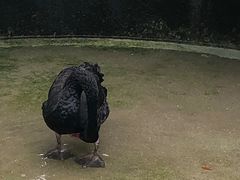 -灵玲国际马戏城