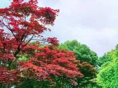 -橘子洲景区