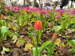 -铁山坪森林公园