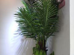 -津椰本·海南正宗椰奶清补凉(店一店)