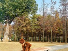 -上海长兴岛郊野公园