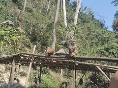 -西双版纳原始森林公园