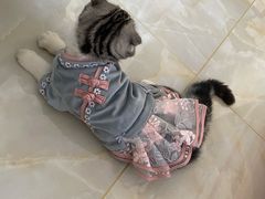 -美联众合宠物医院·爱萌分院·内外科·猫科中心