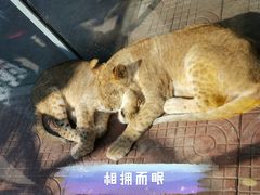 -西霞口神雕山野生动物世界