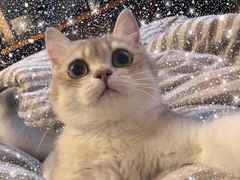 -东方名猫馆·英短金渐层布偶猫舍(环线广场1号楼店)