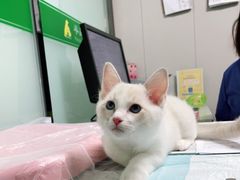 -半岛宠物医院24小时(科华中路店)