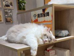 -藏猫猫咖啡主题馆(中央大道店)