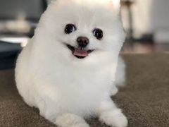 -美联众合动物医院·24h转诊中心