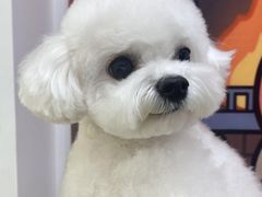 -翊宠yipet猫狗购宠庄园