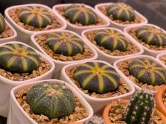 -KKV(深圳宏发大仟里店)