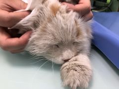 -宠福鑫康馨动物医院·骨科·眼科