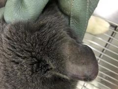 -动物缘宠物医院·骨科·猫科(西二环店)