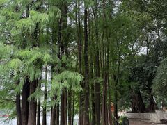 -荔湾湖公园