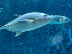 -上海海洋水族馆