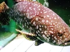 龙趸-南沙十九涌渔人码头-南门