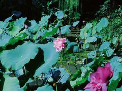 -深圳仙湖植物园