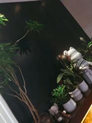-玛莲朵·海菲秀冰珀科