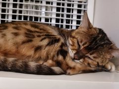 -猫小院猫主题咖啡厅(北锣店)