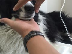 -康旭宠物医院(郑州总院)