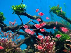 -海合安武汉极地海洋公园