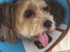 -瑞派福兴宠物医院犬猫全科·骨科·中西医结合(河东店)