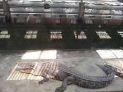 -泉州海丝野生动物世界