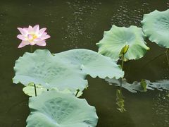 -荔湾湖公园