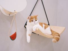 -飞行喵MR PILOT|猫舍·猫咖(静安大融城店)