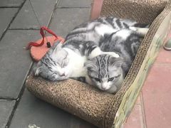 -美联众合动物医院·24h京西诊疗中心