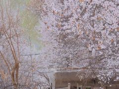 -伊犁河景区