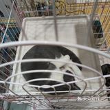 让你看清它纤细的小手的；原地变成芝麻卷的