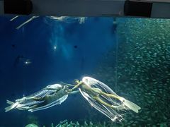 -合肥海洋世界