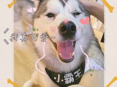 -Husky Go! 哈士奇体验馆·宠物咖啡厅狗咖