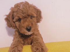 -翊宠yipet猫狗购宠庄园犬舍•猫舍