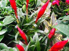 -秦美花卉(天朗·莱茵小城2期店)