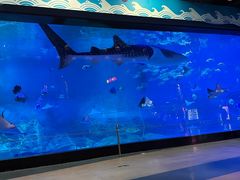 -烟台海昌鲸鲨海洋公园