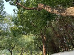 -杭州半山国家森林公园