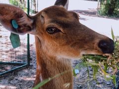 -北京麋鹿生态实验中心