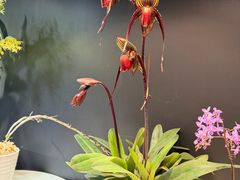 -北京植物园-展览温室