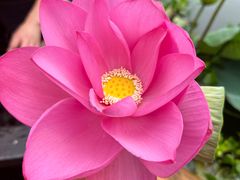 -洪湖生态旅游区