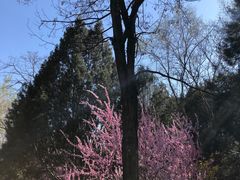 -云岗森林公园