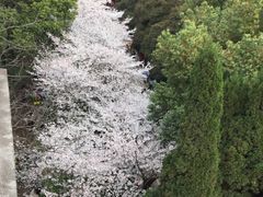 -武汉大学-樱园