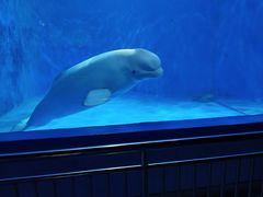 -多彩贵州城极地海洋世界