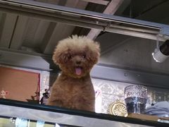 -more than meow吴止猫主题餐厅(承德 中船汇店)