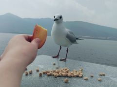 -海埂大坝