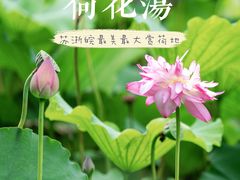 -荷花荡